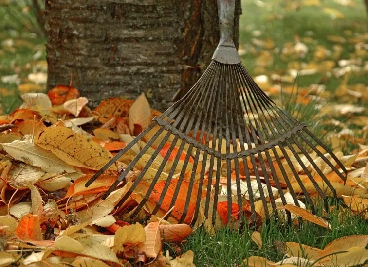 From Summer to Autumn: Welcoming a Vibrant Yard for the Season Ahead 3 From Summer to Autumn Transitioning Your Yard for the New Season 2