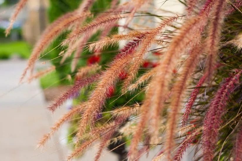 From Summer to Autumn: Welcoming a Vibrant Yard for the Season Ahead 5 From Summer to Autumn Transitioning Your Yard for the New Season 4