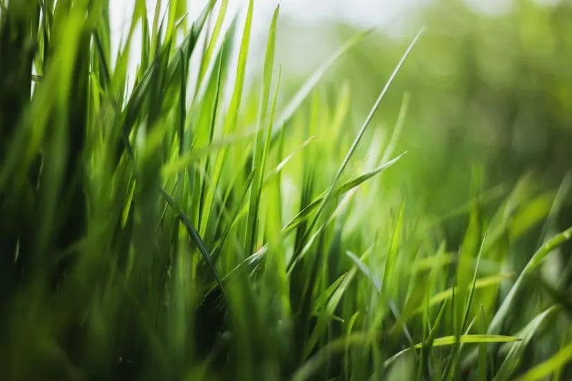 Lawn Aeration in Summer: The Proven Why & How