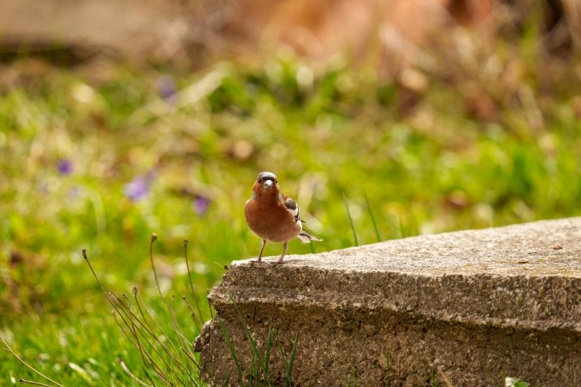 Stunning Lawn Edging Techniques for a Professional Look 5 Lawn Edging Techniques for a Professional Look