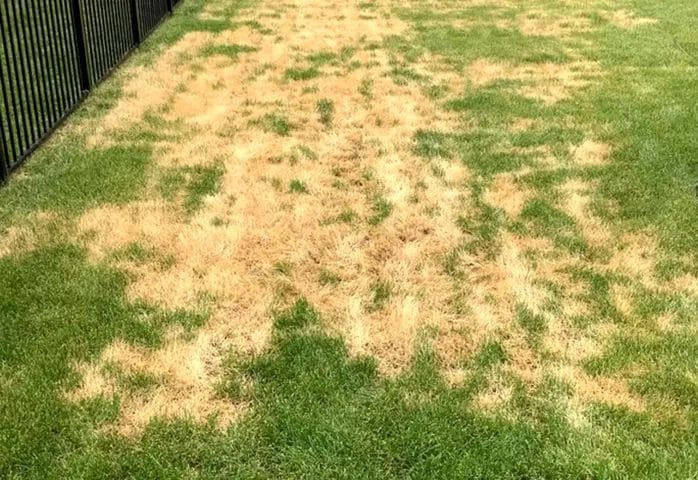 Top 7 Common Summer Lawn Problems (and How to Conquer Them)