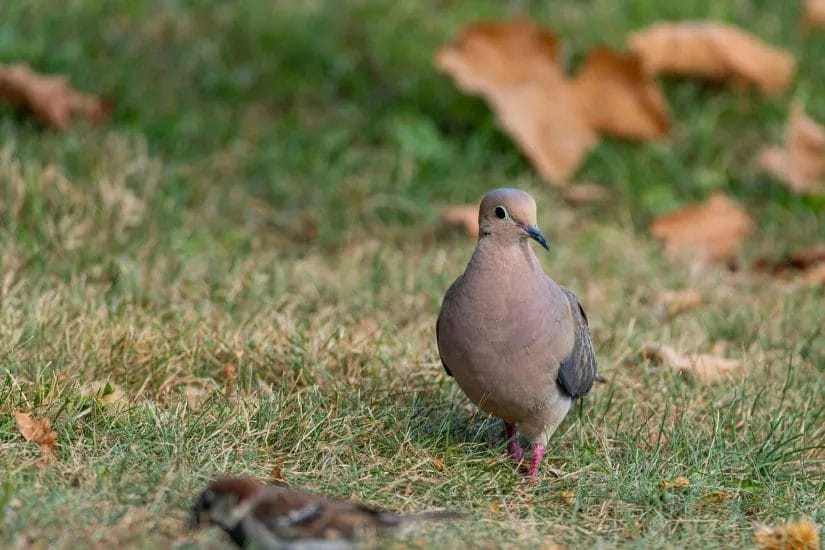Top 7 Common Summer Lawn Problems (and How to Conquer Them) 1 Top 7 Common Summer Lawn Problems And How to Fix Them