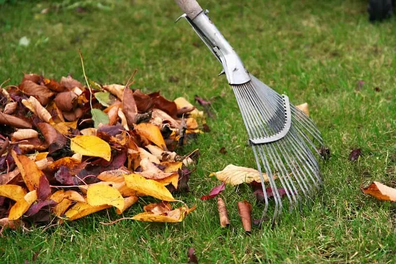 The Surprising Environmental Benefits of Professional Leaf Removal You May Not Know About 5 The Surprising Environmental Benefits of Professional Leaf Removal You May Not Know About